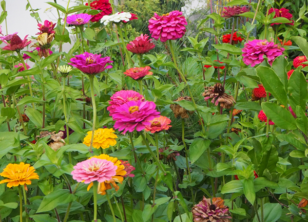 zinnia_I_2